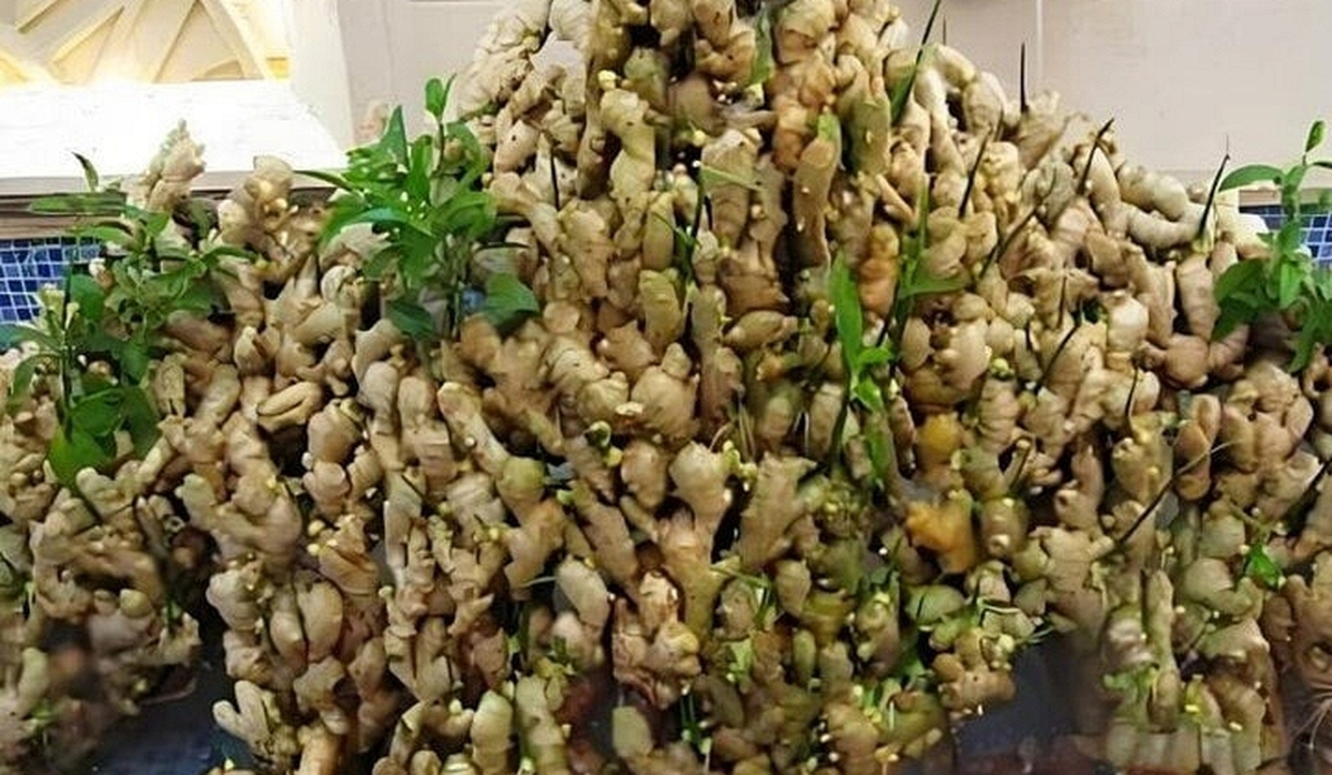Lợi ích của trồng gừng