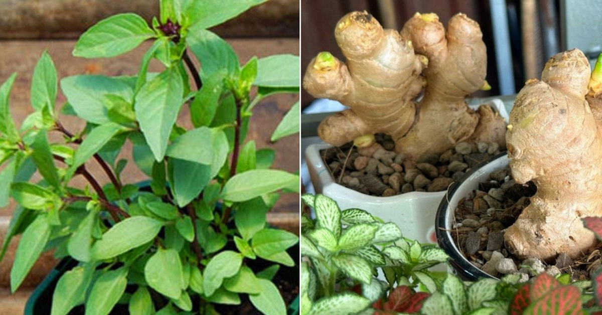 3 cây gia vị nên trồng trong nhà