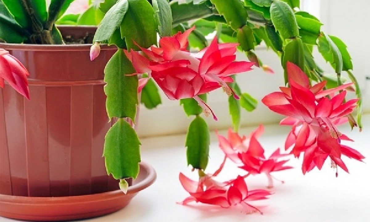 Có nên trồng Lan Càng Cua trước cửa nhà không?