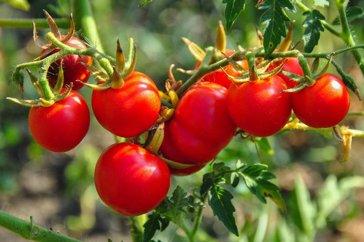 Dùng loại quả quen thuộc này mỗi ngày, người đàn ông từng bị chẩn đoán mỡ máu cao khiến bác sĩ bất ngờ khi khám lại: "Anh đã ăn gì trong một năm qua?"