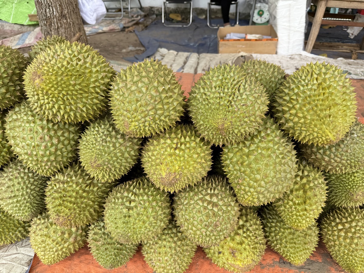 Giá sầu riêng Ri6 bật tăng trở lại