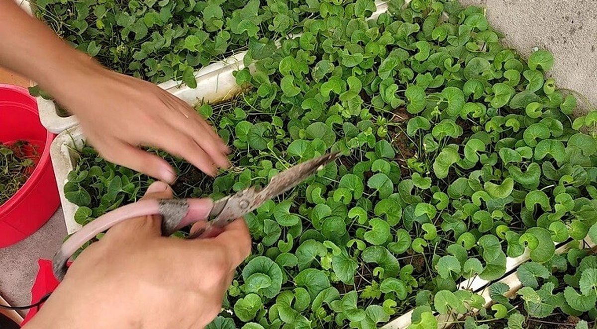 Lợi ích của rau má
