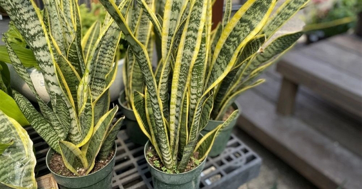 5 lý do nên trồng lưỡi hổ trong nhà