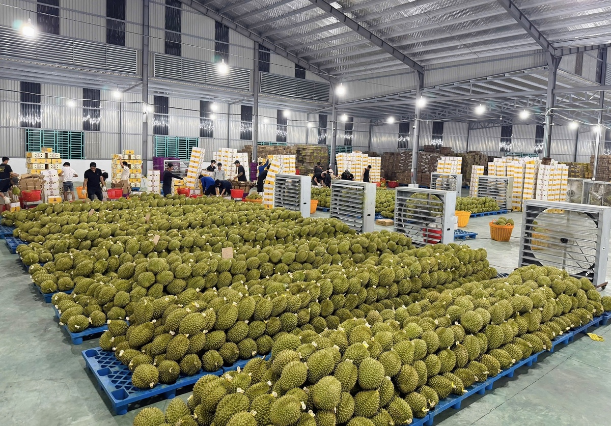 Cuộc đua kiểm nghiệm sầu riêng xuất khẩu: Container ùn ứ, doanh nghiệp "hụt hơi"