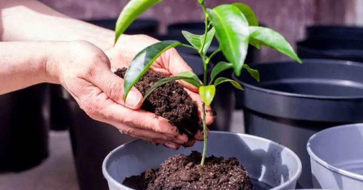 3 lý do nên có một cây chanh trong nhà