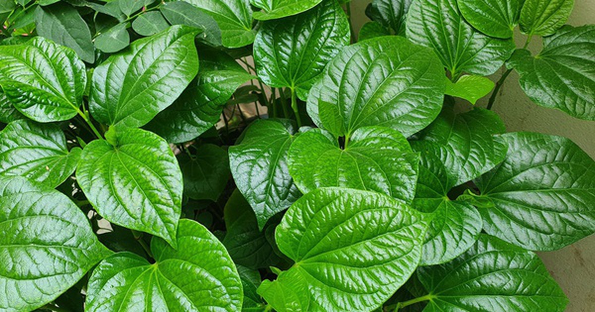 4 lý do nên trồng lá lốt trong nhà