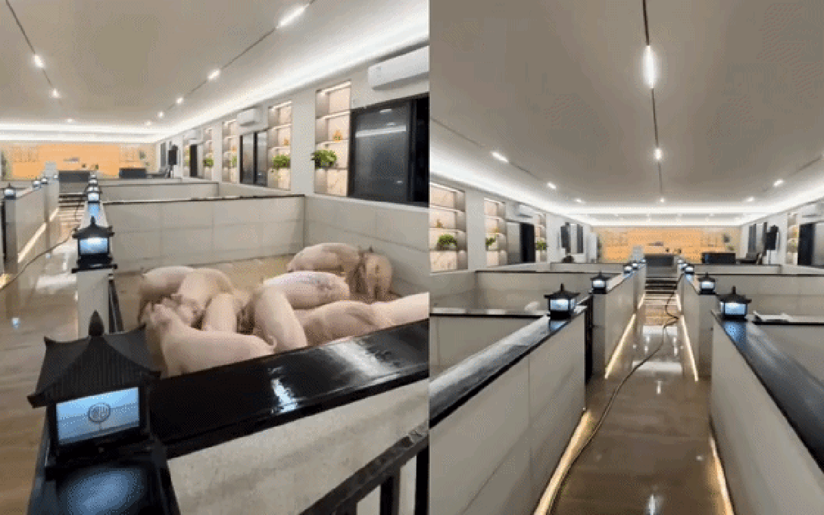 10 triệu người xem lợn được nuôi trong “khách sạn 5 sao”, hào nhoáng đến mức tưởng là AI, hóa ra có thật
