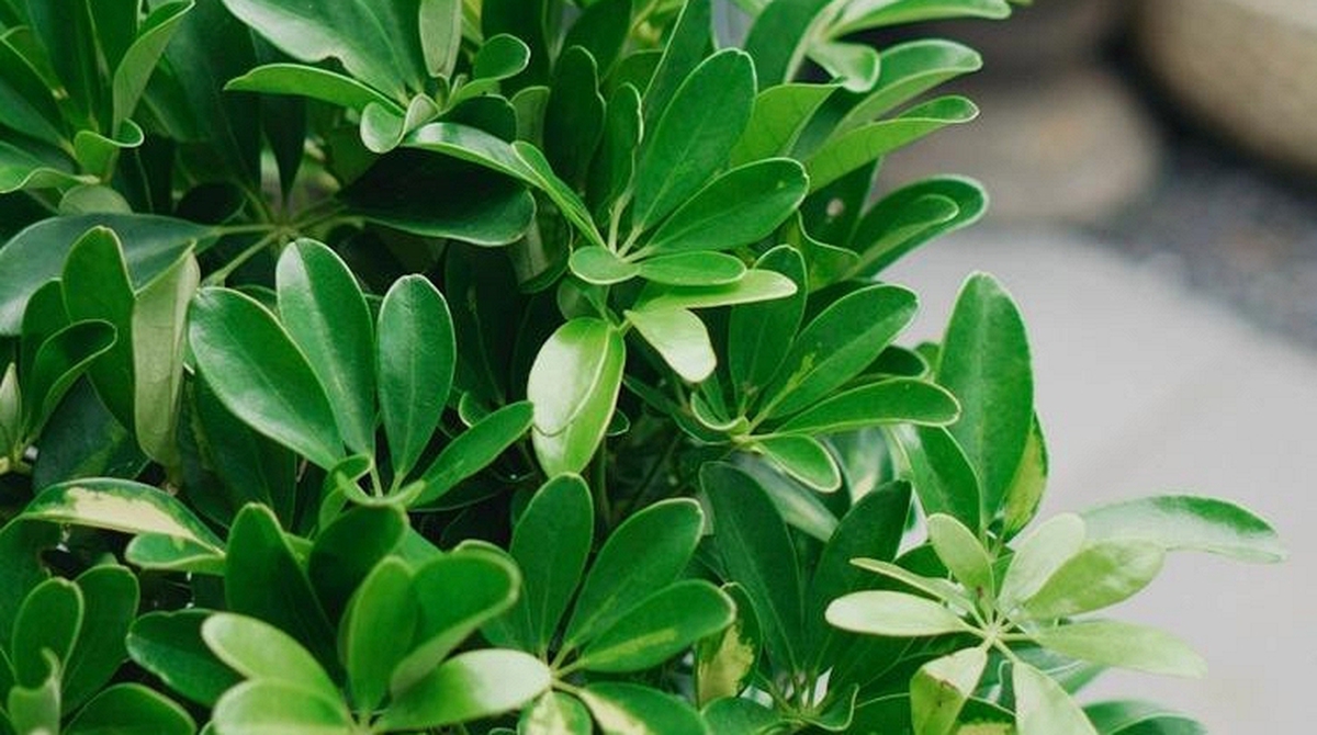 Lời khuyên dành cho những gia đình đang trồng cây ngũ gia bì