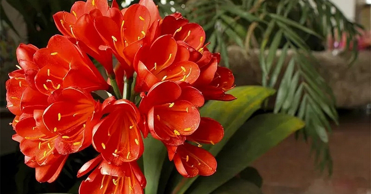 8 lời khuyên dành cho những gia đình đang trồng lan quân tử