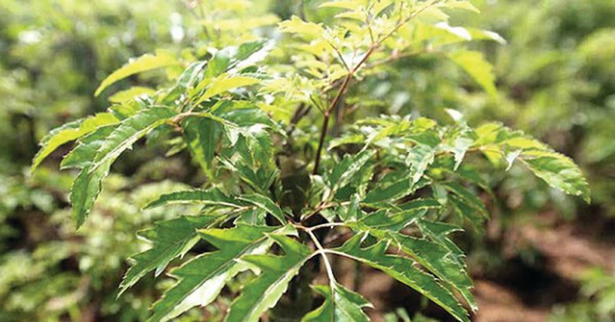 3 lý do đinh lăng được ví là "sâm Nam" của người Việt