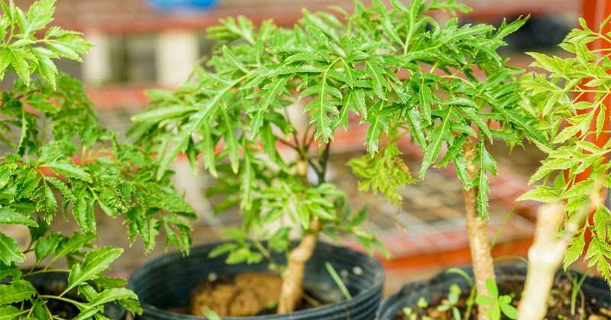 Lợi ích khi trồng cây đinh lăng