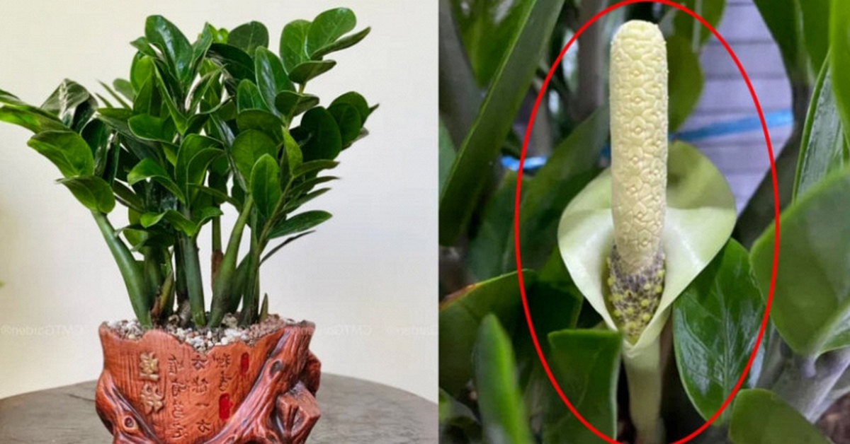 Hiện tượng kim tiền nở hoa