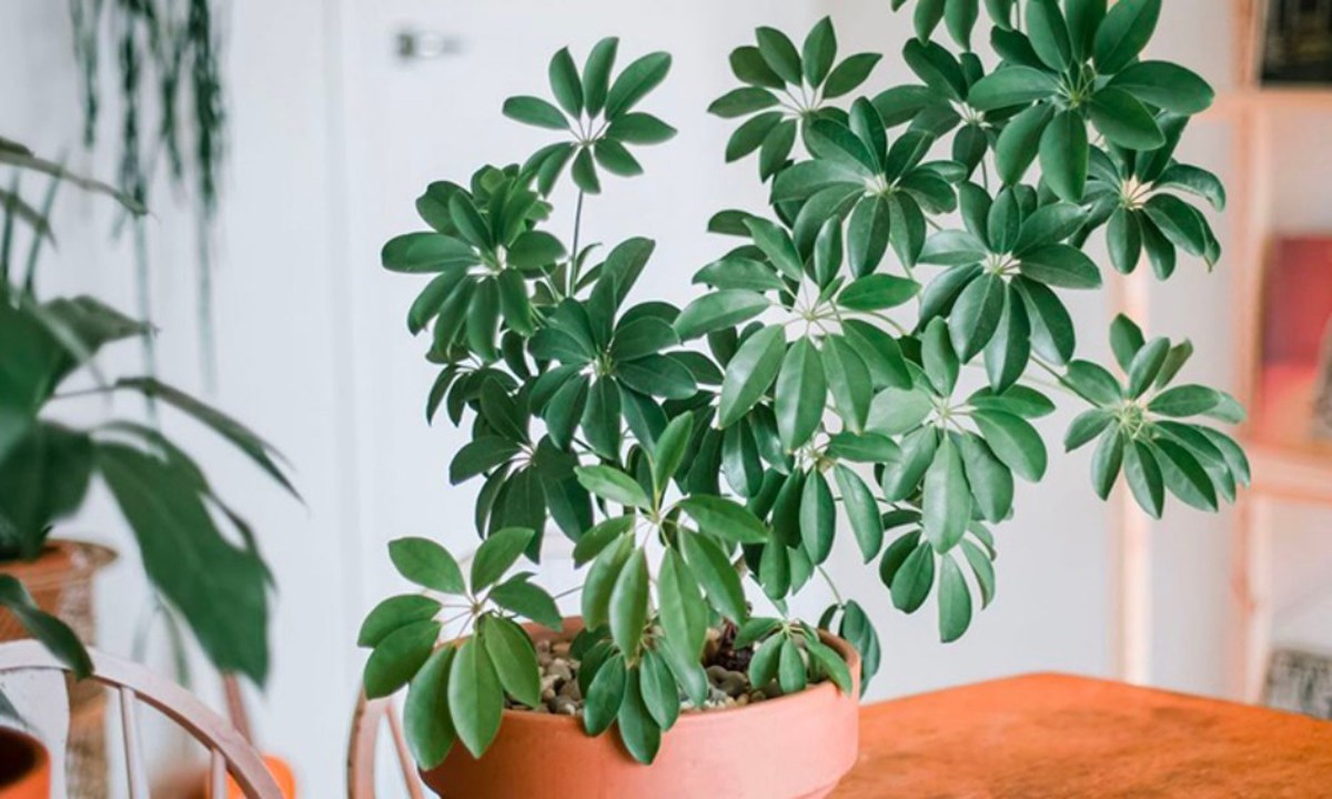 5 loại lá cây cảnh phổ biến có tác dụng kỳ diệu cho sức khỏe
