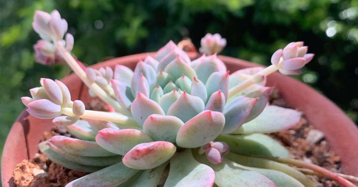 Lời khuyên khi trồng sen đá