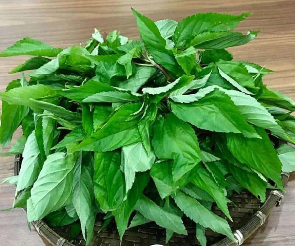 Loại rau bị nhiều người Việt chê, ở Nhật Bản được coi là “nhân sâm xanh”: Mùa hè này nhớ ăn thường xuyên