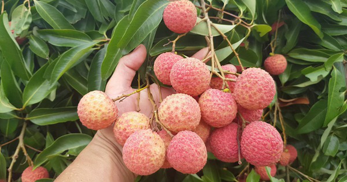 Loại quả "quốc dân" vào mùa hè nhưng bác sĩ cảnh báo không nên ăn cùng 2 thứ này: Có thể làm mất vitamin C, tăng nguy cơ tụt đường huyết nguy hiểm