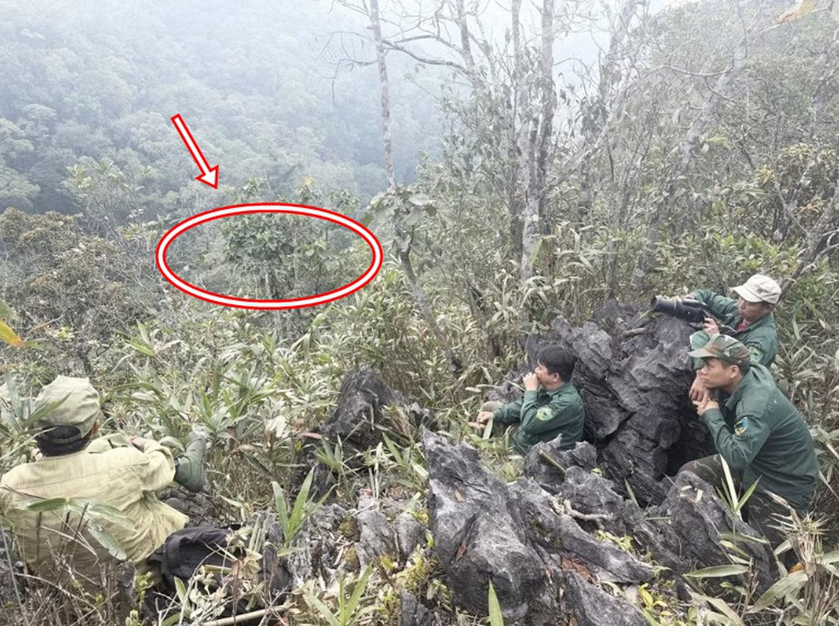 Loài động vật quý hiếm chỉ Việt Nam có, giới khoa học tìm cách "cứu": Cả thế giới còn khoảng 250 cá thể