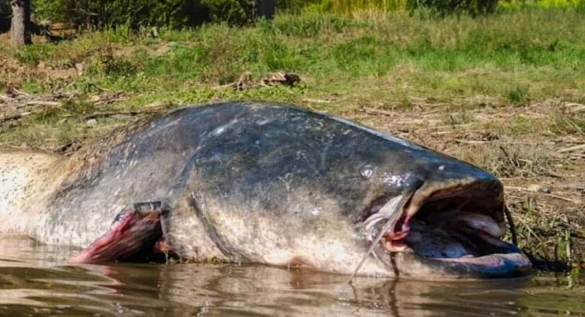 "Thủy quái nước ngọt" dài 2,5m, nặng 110kg bất ngờ mắc câu: 3 người vật lộn suốt 2 giờ mới kéo được lên bờ