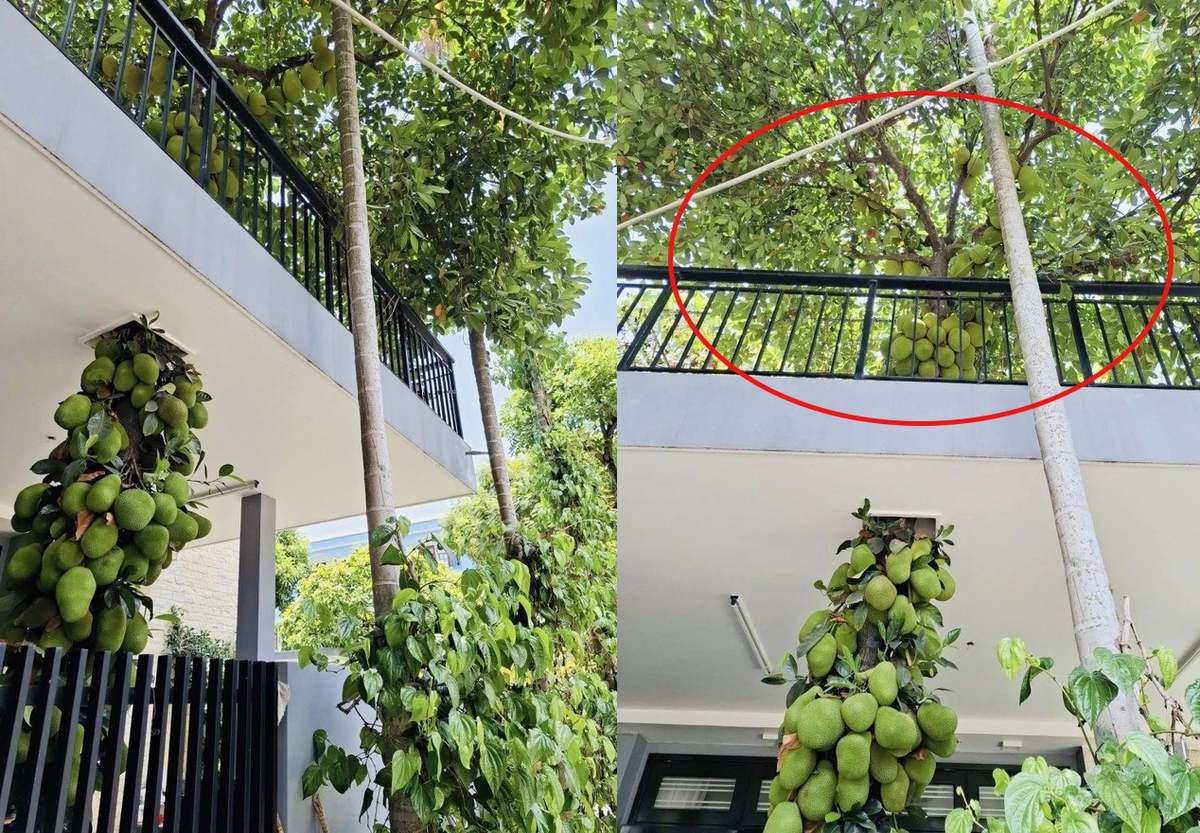 Cây mít trăm quả, mọc chi chít xuyên 2 tầng nhà ở Đà Nẵng, chủ nhà không bán mà để làm 1 việc
