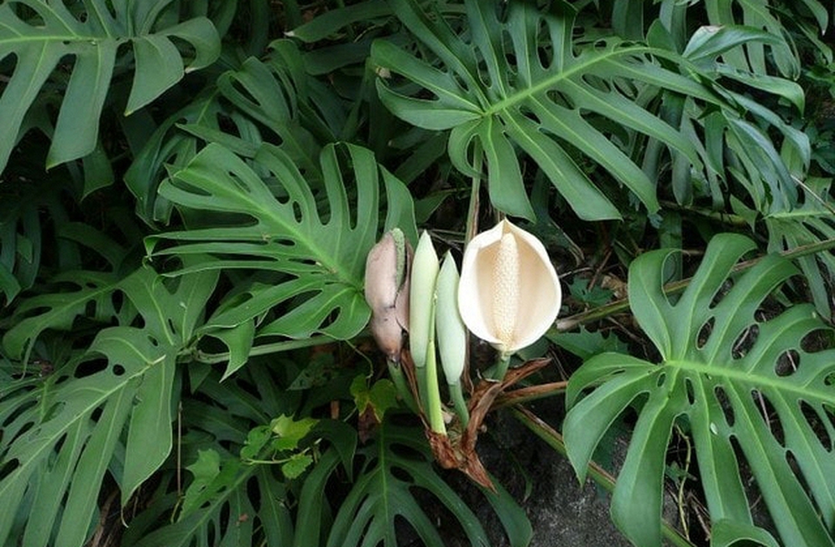 Hiện tượng trầu bà nở hoa
