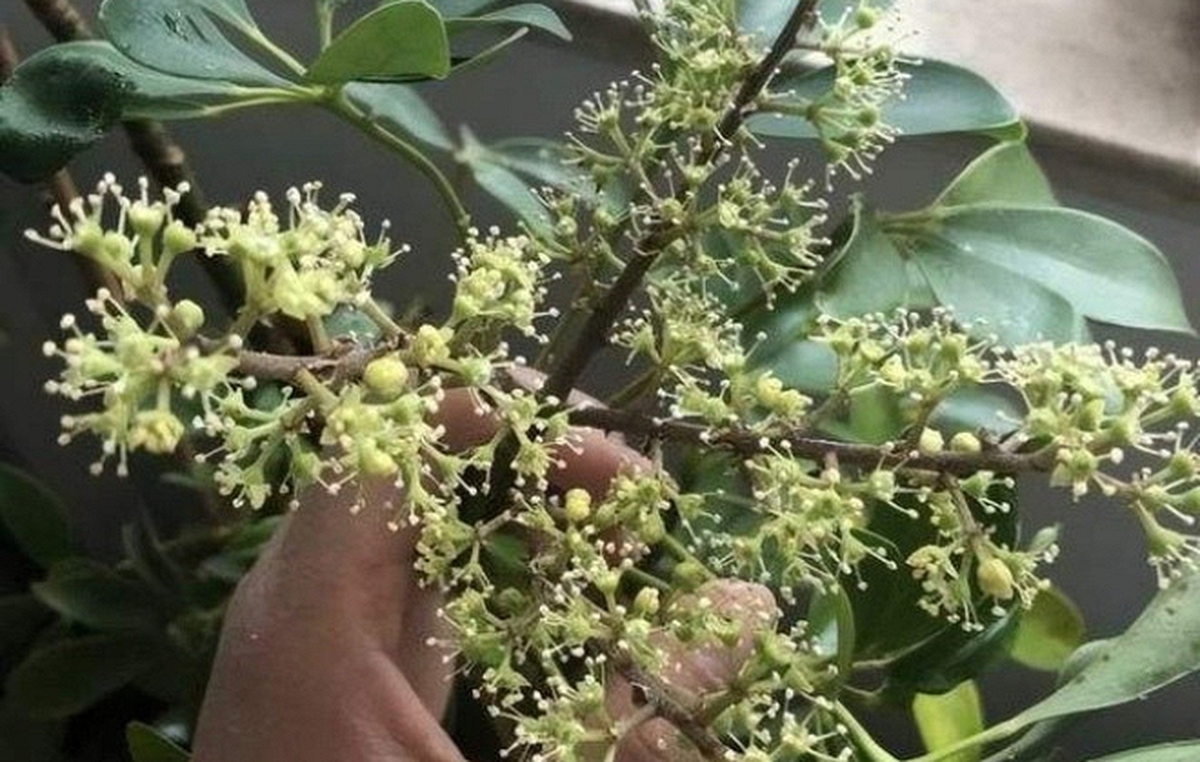 Hiện tượng cây ngũ gia bì nở hoa