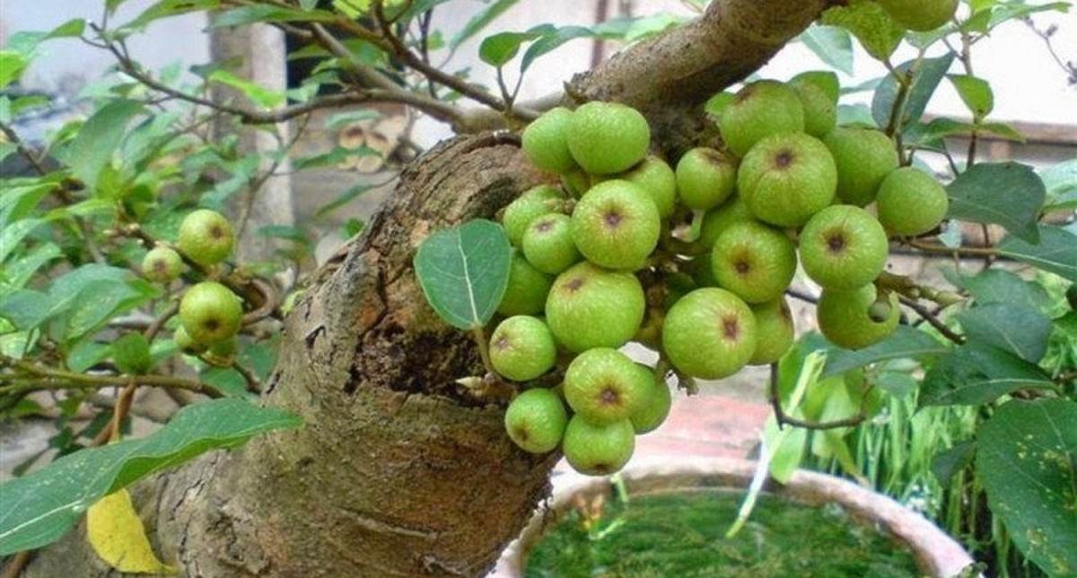 Lợi ích khi trồng cây sung