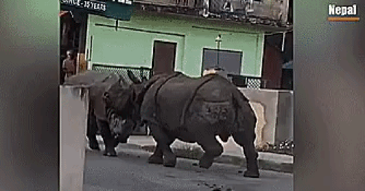 VIDEO: Hai “quái thú” khổng lồ đại chiến ngay trên đường phố Nepal