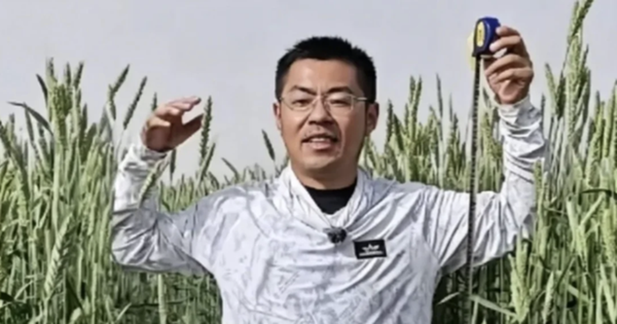 Phát hiện loại lúa lạ cao hơn con người, được trồng la liệt ở vùng đất gần 700 ha, mỗi năm thu 40.000 tấn