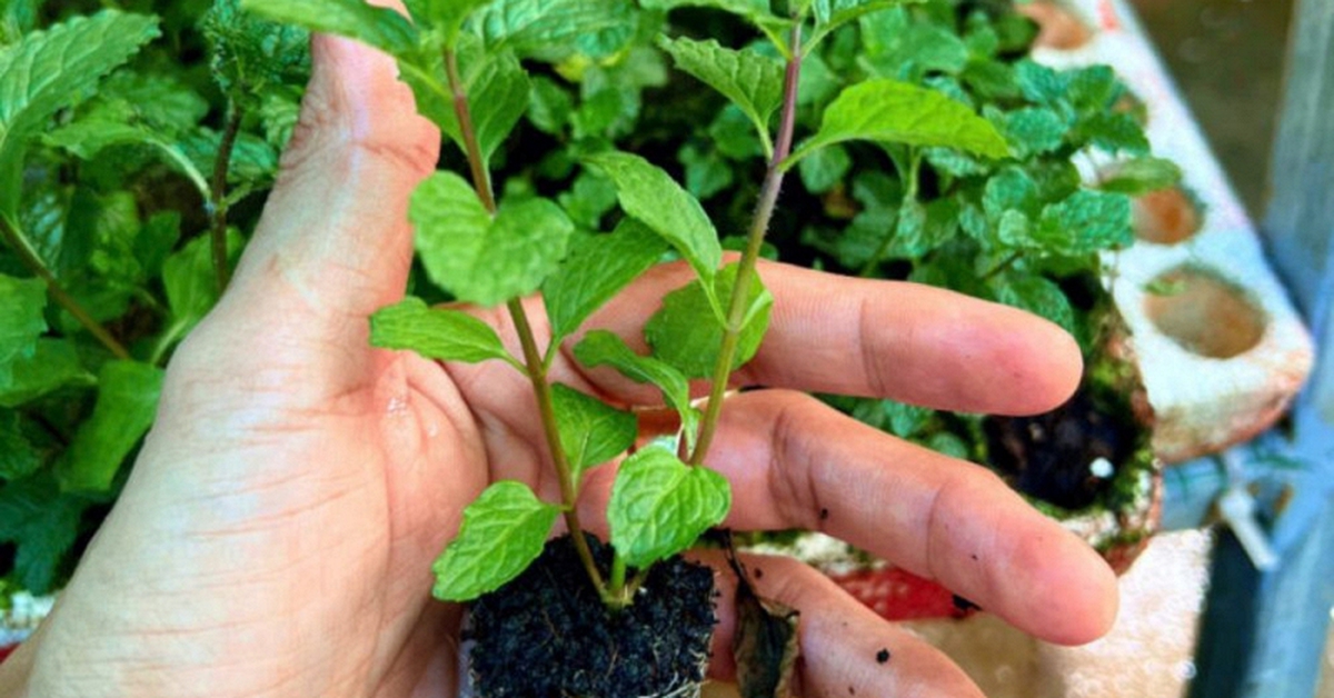 Lời khuyên đến những gia đình đang trồng cây rau húng