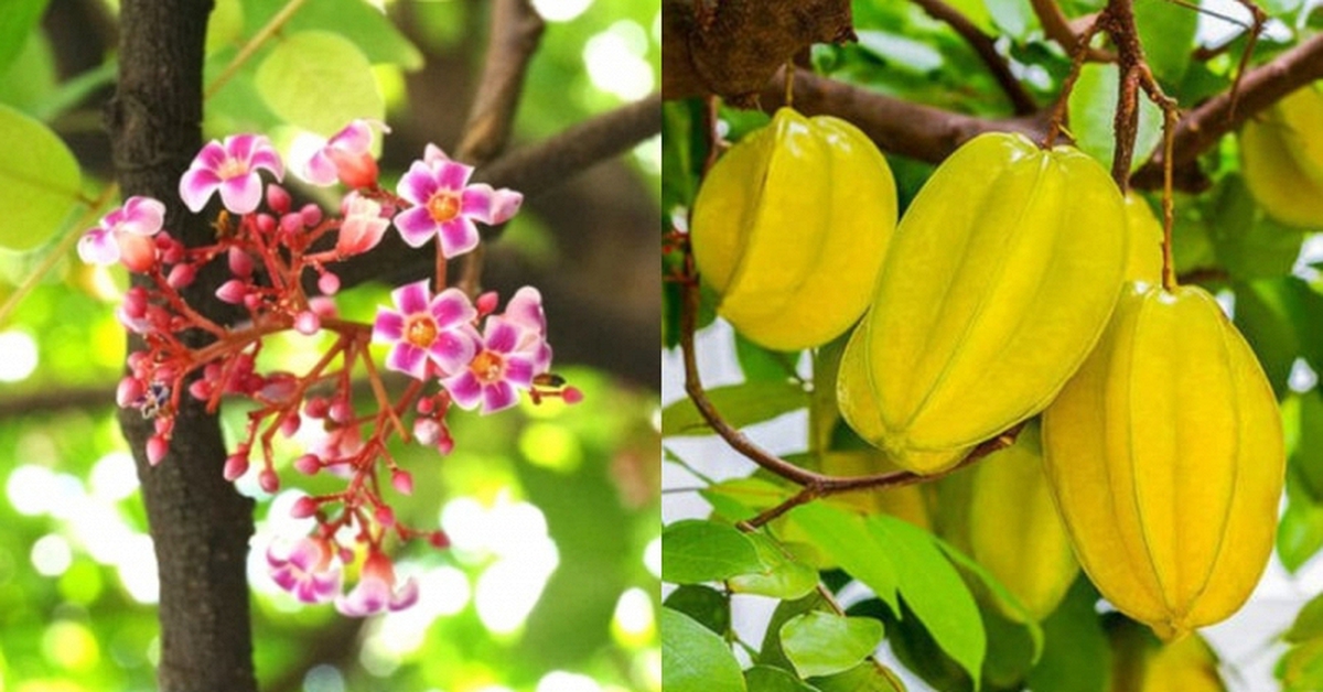 Hiện tượng cây khế nở hoa