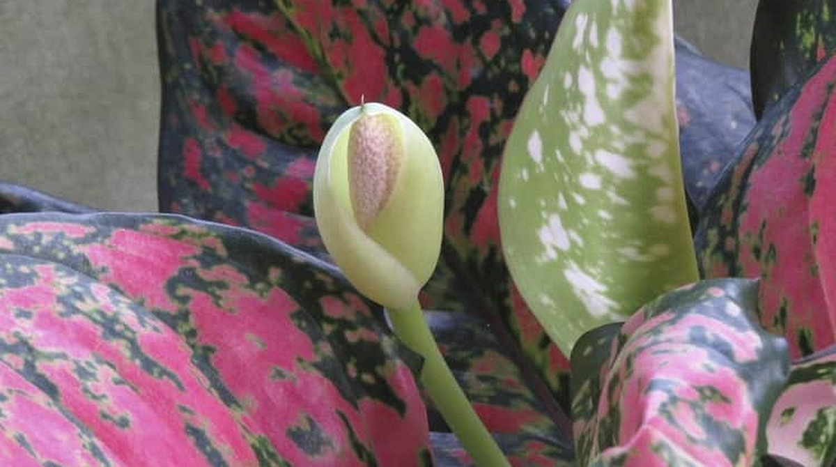 Hiện tượng cây phú quý nở hoa