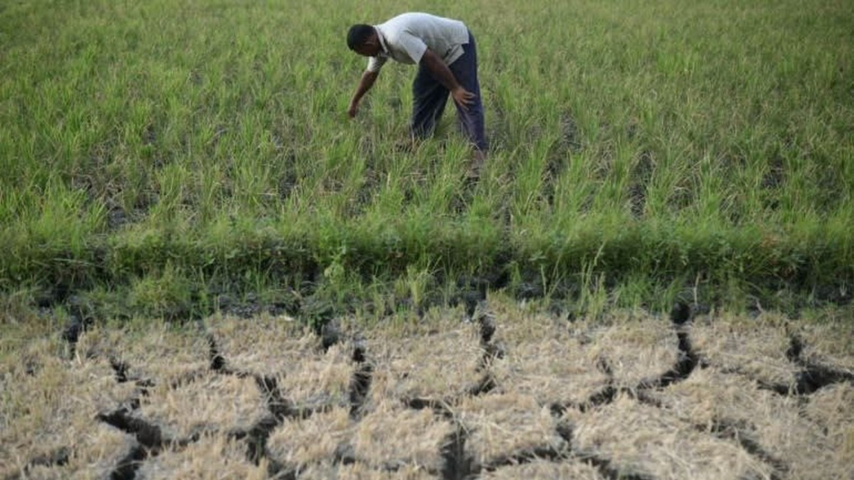 Siêu El Nino chưa từng có trong 150 năm cận kề: Nỗi lo lúa cháy khô, cá chết bỏng vì nắng nóng bủa vây hàng triệu nhà nông