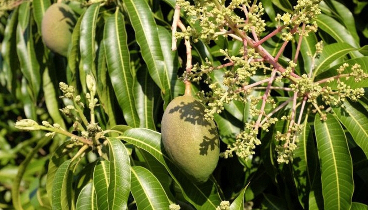 Hiện tượng cây xoài nở hoa