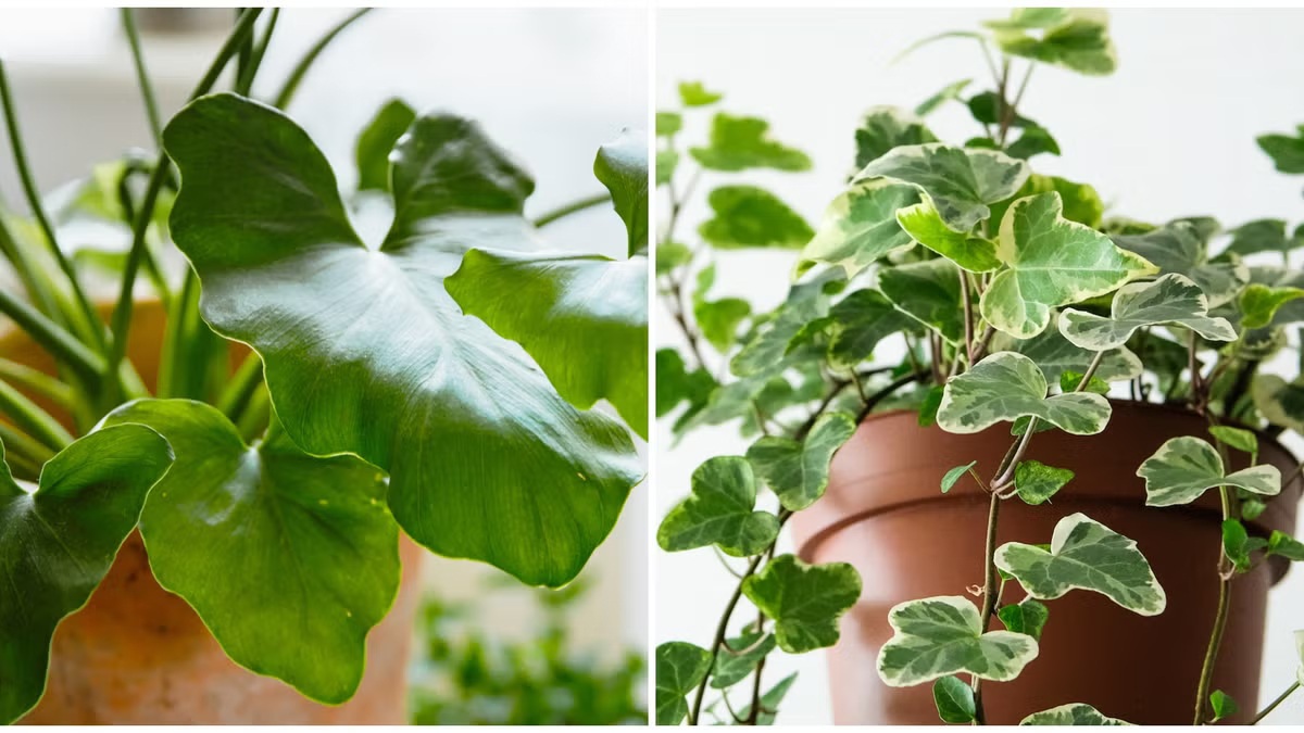 6 loại cây không nên trồng trong nhà