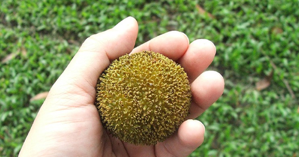 Loại quả quê nhìn lạ mắt mọc bờ rào nay "lên đời" đặc sản, giá 120.000đ/kg
