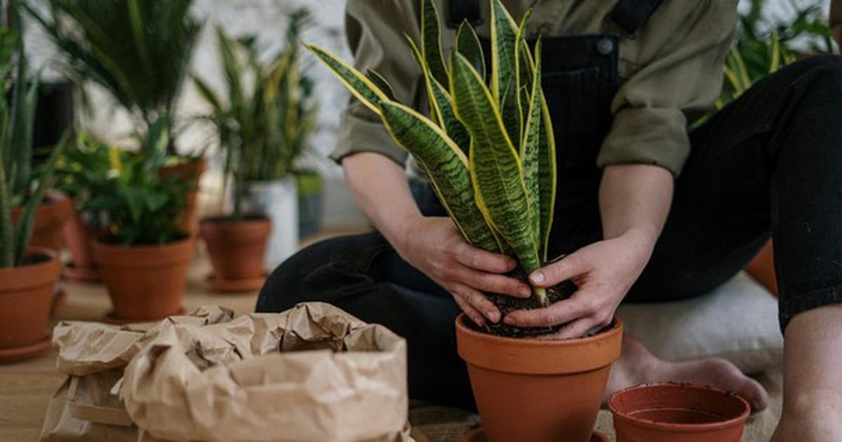 9 lý do vì sao bạn nên trồng 1 cây lưỡi hổ trong nhà