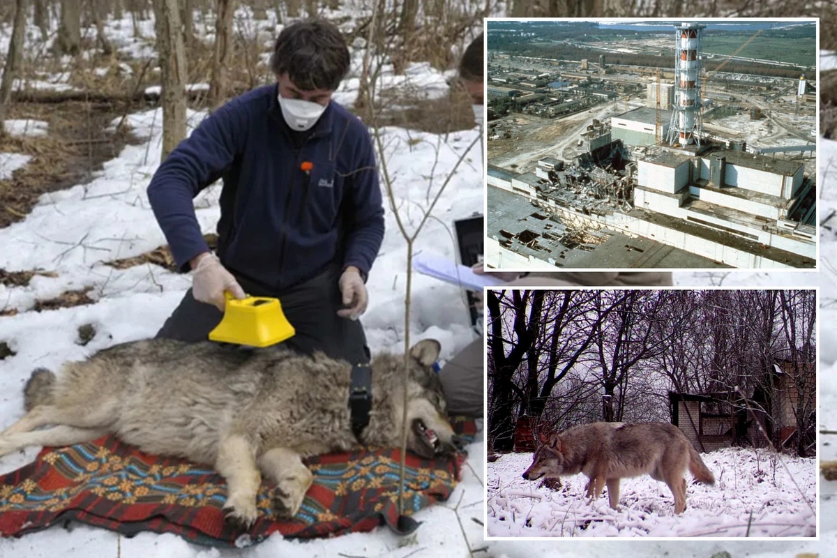 Bầy sói sống giữa vùng đất chết Chernobyl đang tiến hóa kỳ lạ, các nhà khoa học phát hiện điều đáng kinh ngạc