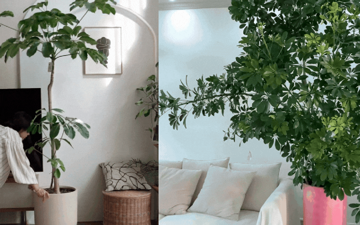 Được mệnh danh là "máy lọc khói thuốc" và hút tài lộc, đây là loại cây phong thủy siêu dễ sống mà nhà nào cũng nên có