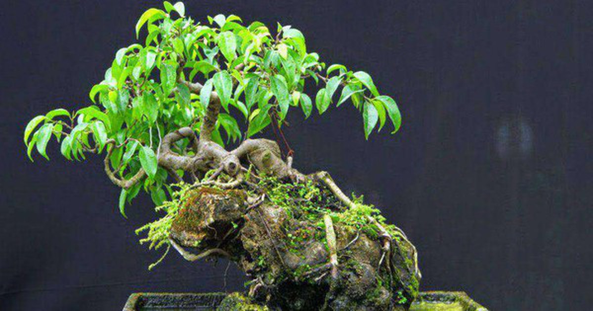 3 cây bonsai "giữ tiền như két sắt": Giá cả phải chăng lại trấn trạch, hút tài cho gia chủ