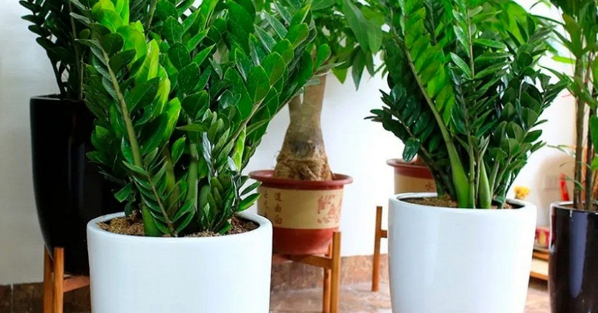 5 cây nên trồng trong nhà