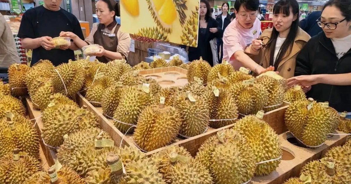 Kéo cả vali đi gom sầu riêng: Người phụ nữ gây sốt khi mua 14kg với giá chỉ 1 triệu đồng