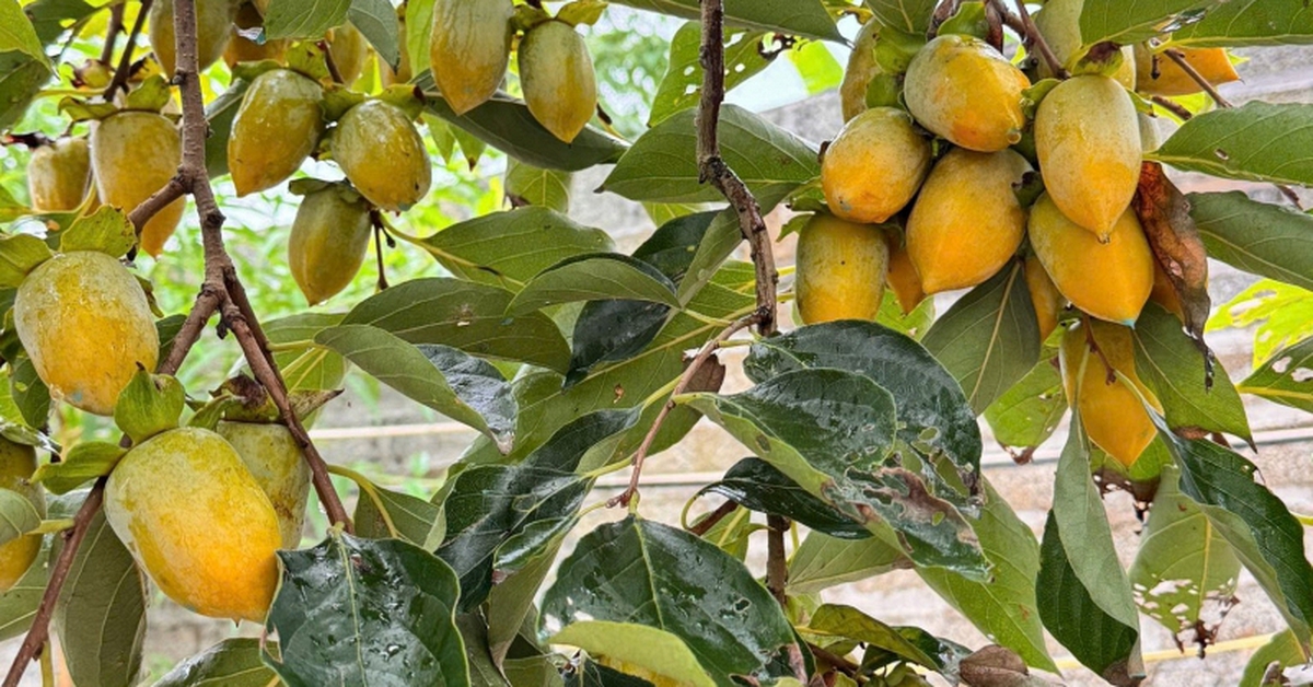 Lời khuyên dành cho các gia đình đang trồng cây hồng