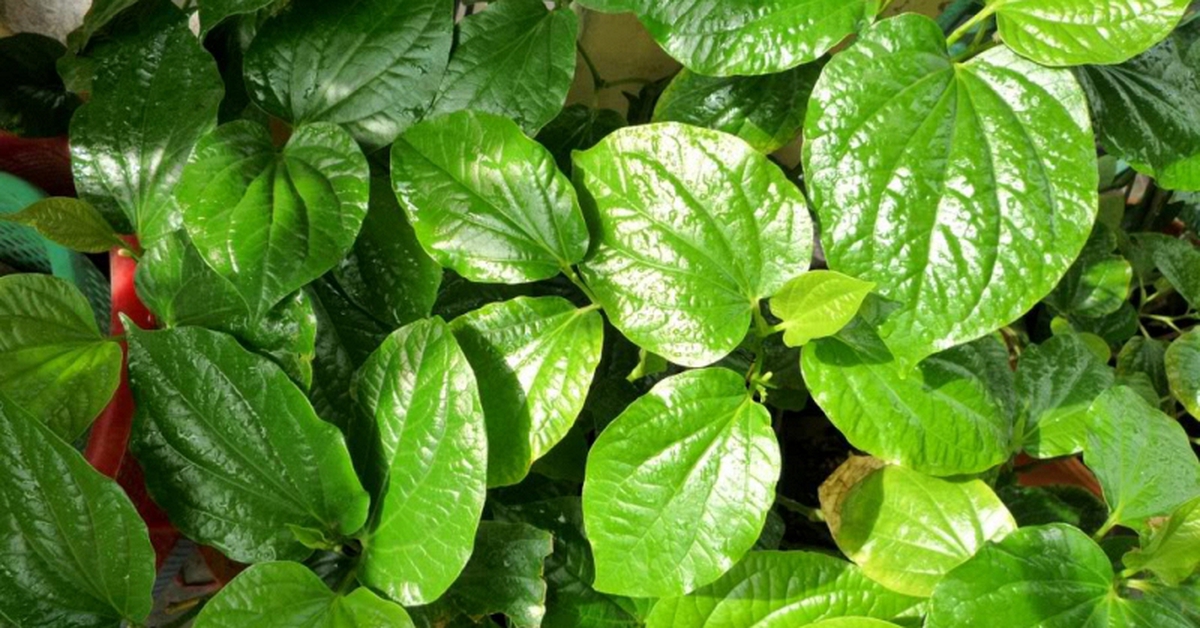Lời khuyên đến những gia đình đang trồng cây lá lốt