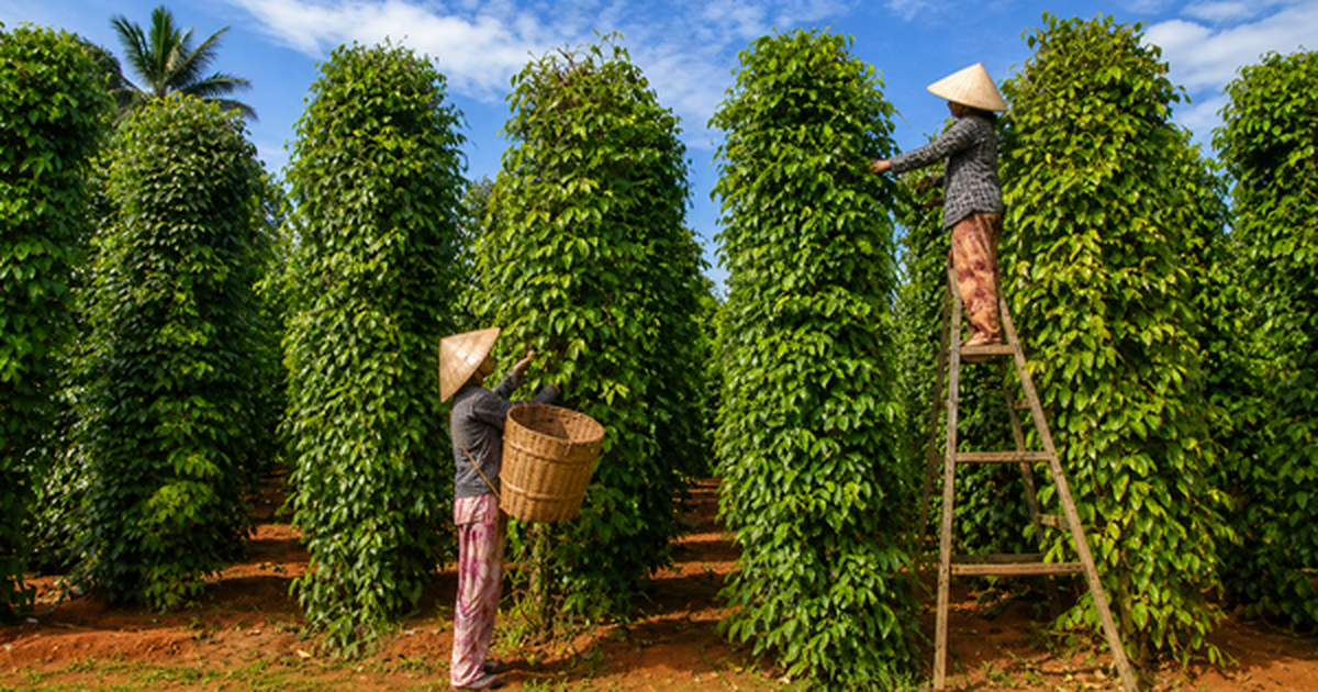 Tin vui cho nông sản Việt: Một mặt hàng gia vị Việt đang được Mỹ chi đậm gom mua, mang về hơn 600 triệu USD chỉ sau 4 tháng