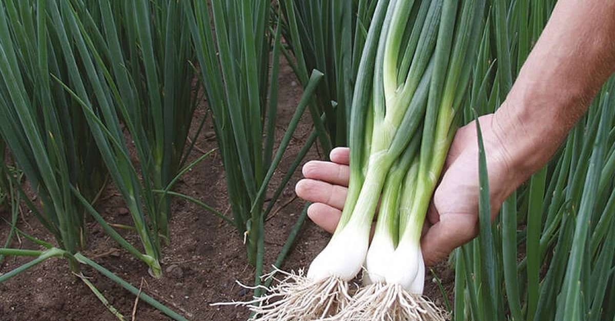 Lời khuyên đến những gia đình đang trồng hành