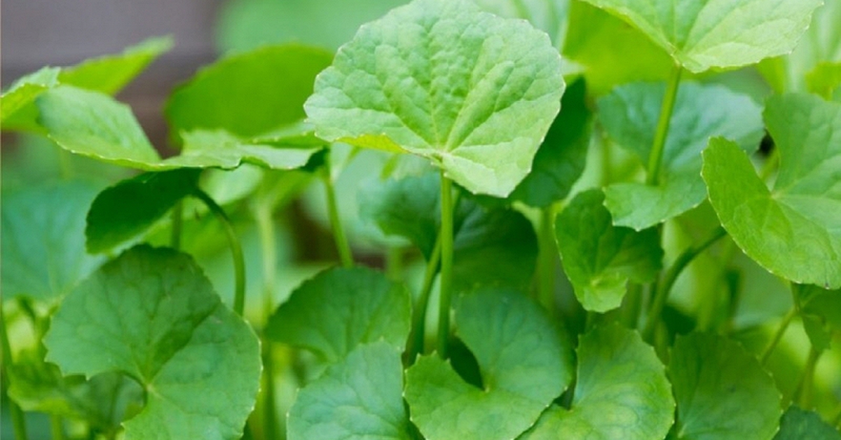 Lời khuyên dành cho những gia đình đang trồng rau má
