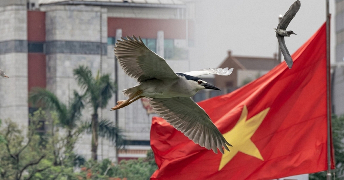 Hà Nội đất lành chim đậu: Chim hoang dã chao liệng săn mồi giữa Hồ Gươm tạo ra khung cảnh hiếm có