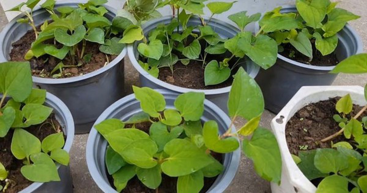 5 lý do vì sao nên trồng 1 chậu rau diếp cá trong nhà