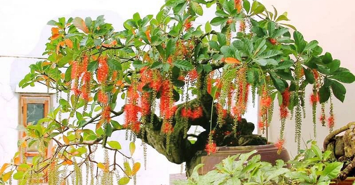 4 cây nhà giàu thích trồng