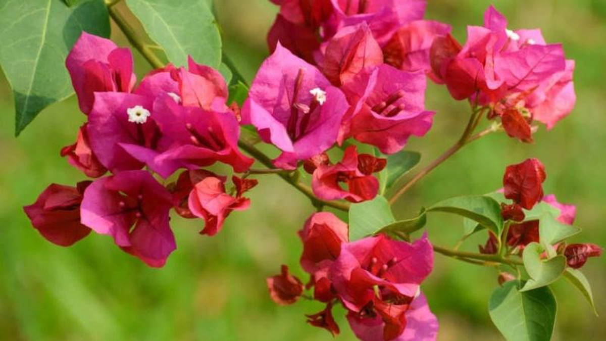 9 lý do tại sao gia đình nào cũng nên trồng cây hoa giấy